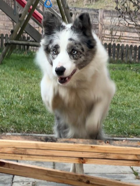Originele foto: een blue merle border collie in de tuin