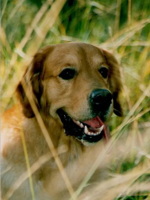 Foto van een golden retriever in het gras