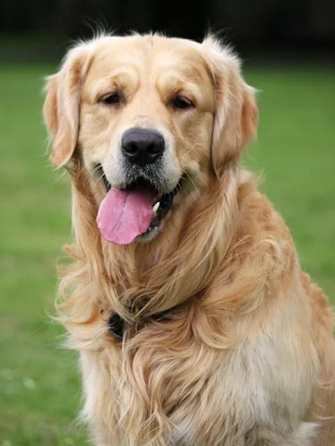 De originele foto: een golden retriever in het gras