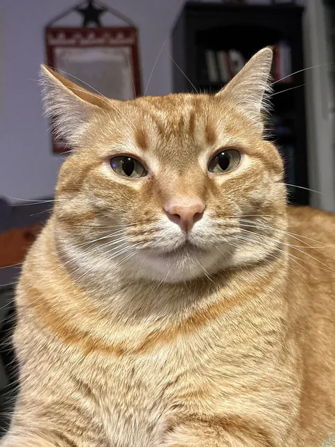 De originele foto: een rode kater op de bank