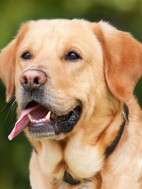 De originele foto: een blije labrador